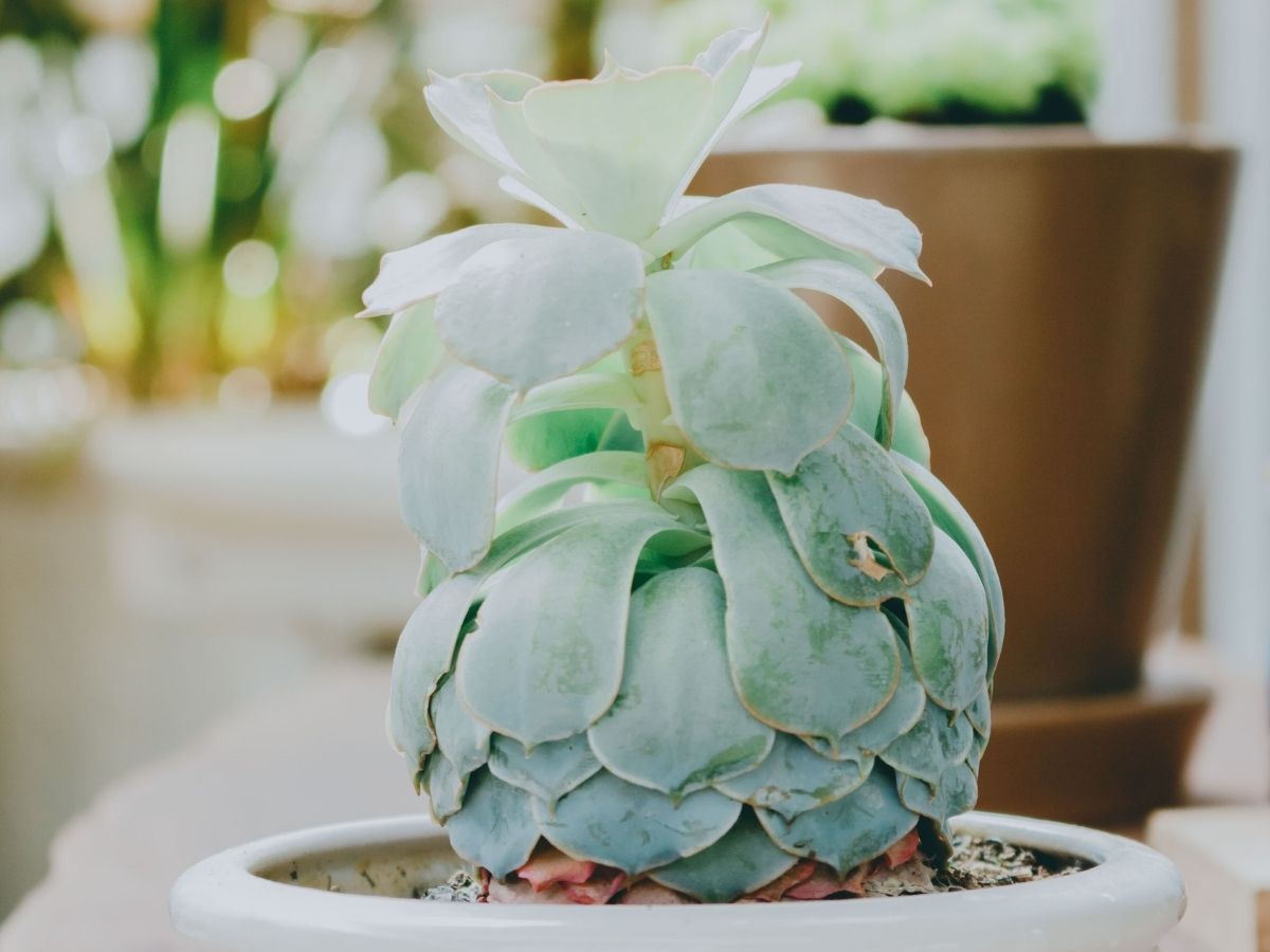 Why all of my succulents almost died—and what I did to save them.