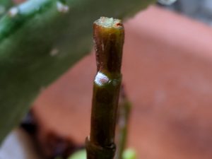 mealybugs