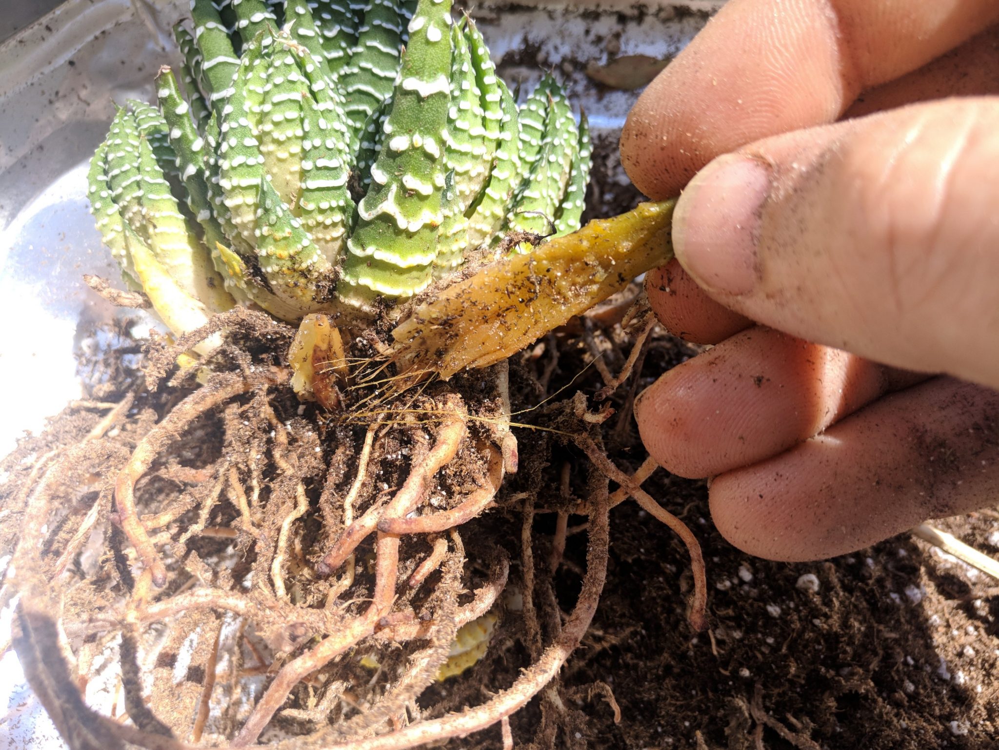 Rotting leaves hidden beneath the soil