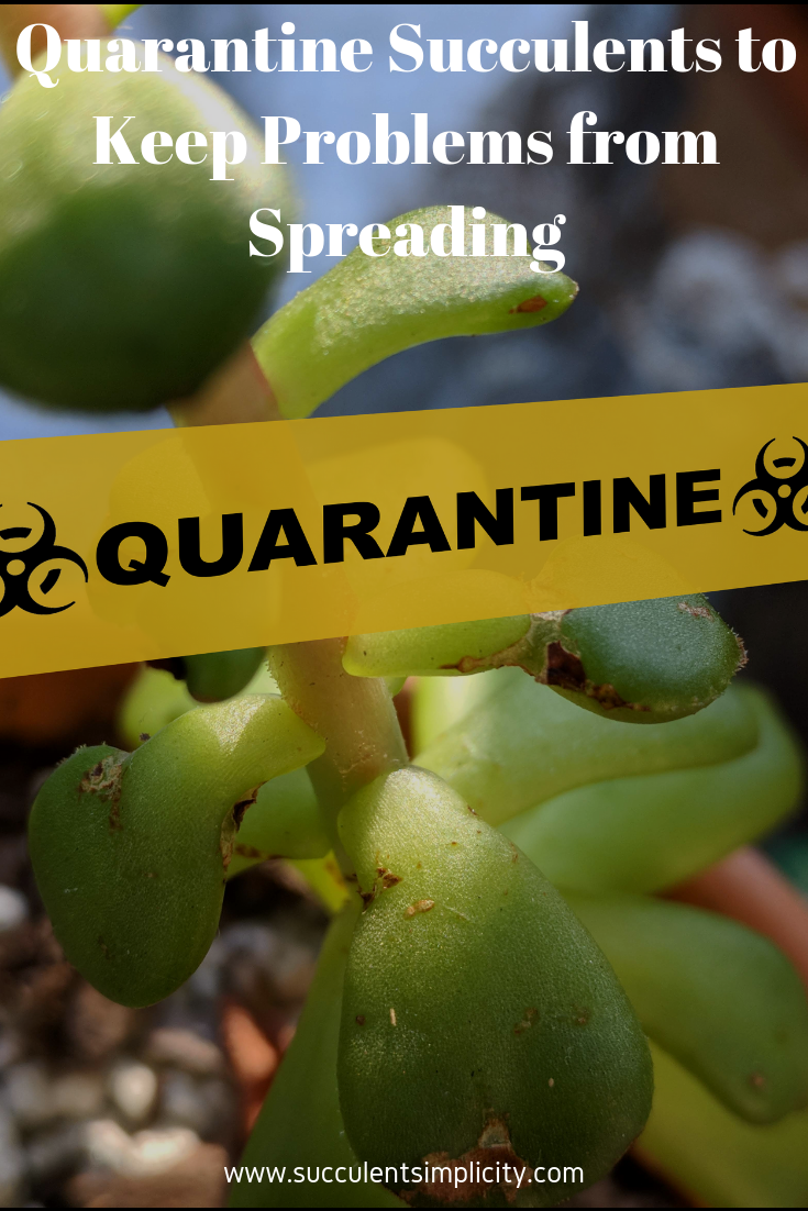 Quarantine Succulents to Keep Problems from Spreading