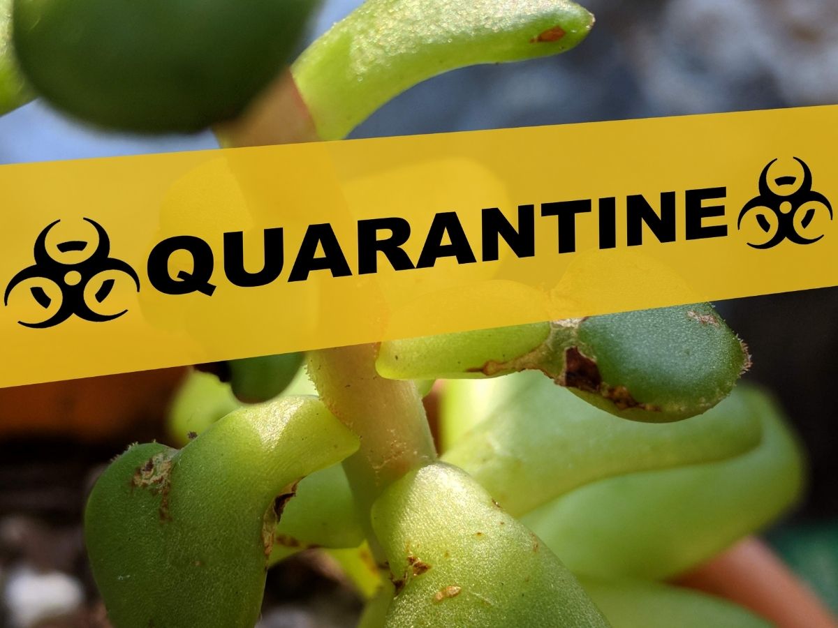 Quarantine succulents to keep problems from spreading.