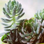 healthy succulents