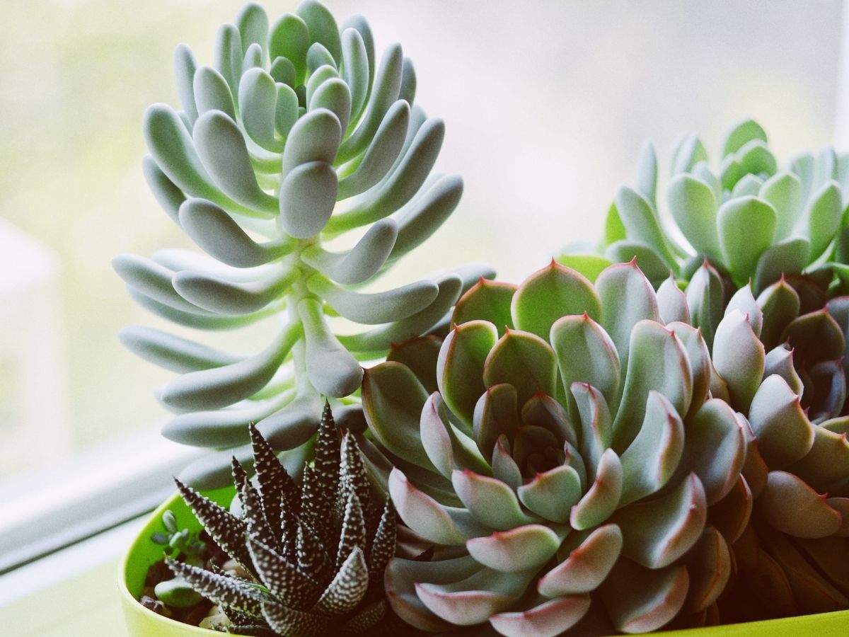 7 Tips to Stop Overwatering and Killing your Succulents and Cacti