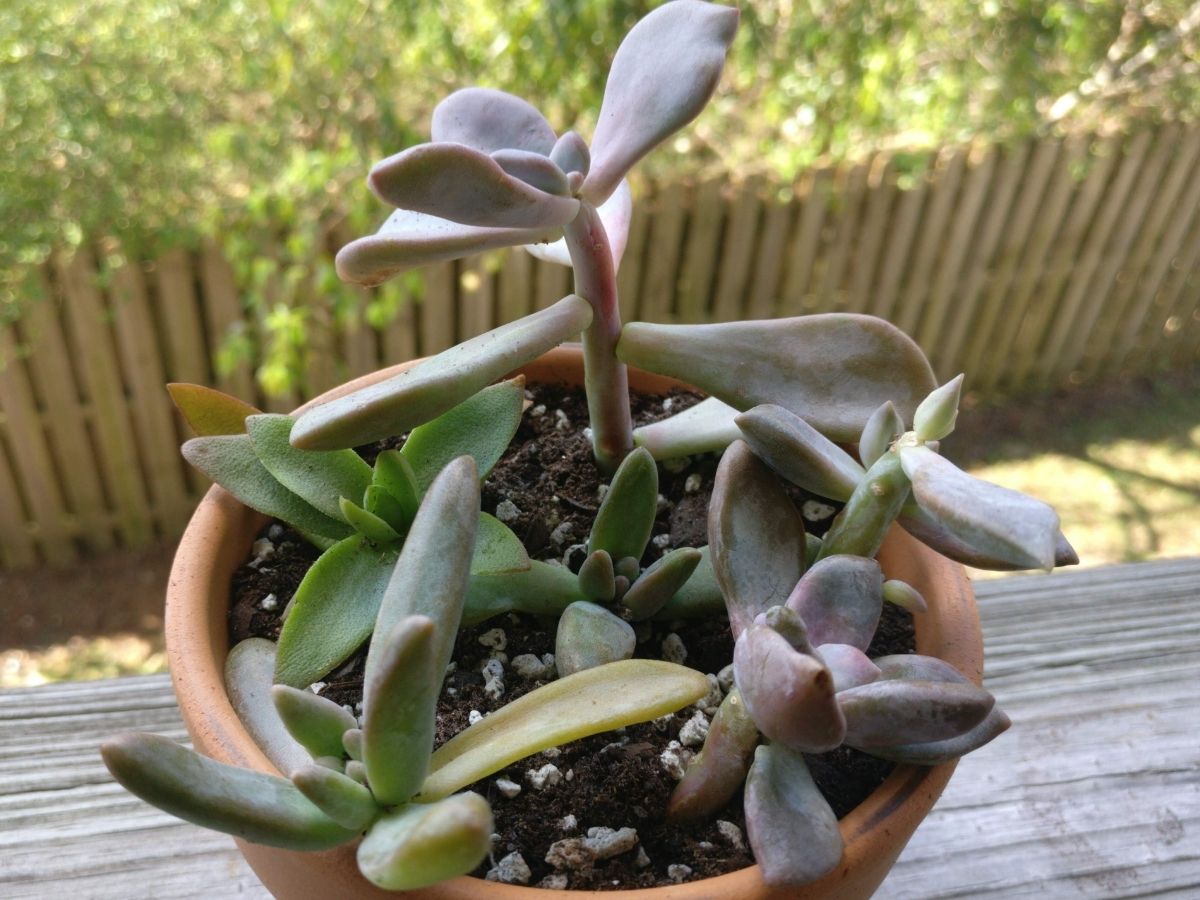 Succulent salvage—clearance plants