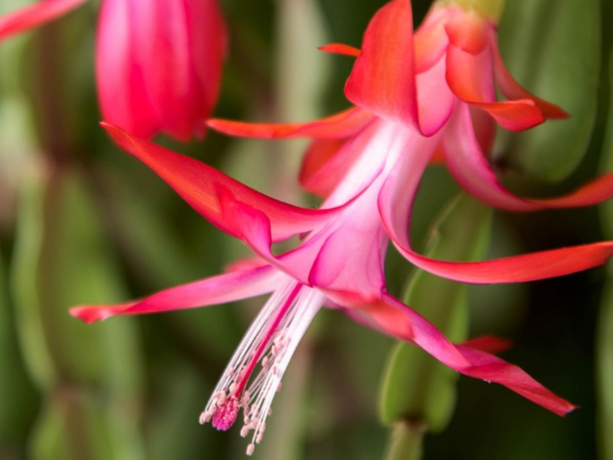 Holiday Cacti—Thanksgiving and Christmas Cactus